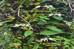 Bulbophyllum mysorense